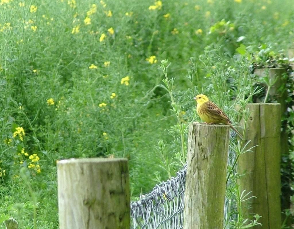 Our visit to the Neolithic Brownshill Portal Tomb in Ireland yellowhammer bird sitting on fence post - ireland