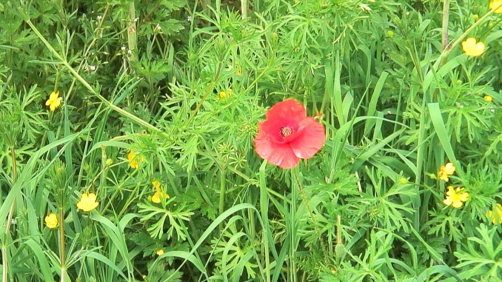 Our visit to the Neolithic Brownshill Portal Tomb in Ireland red poppy growing in field at brownshill portal tomb - county carlow - ireland