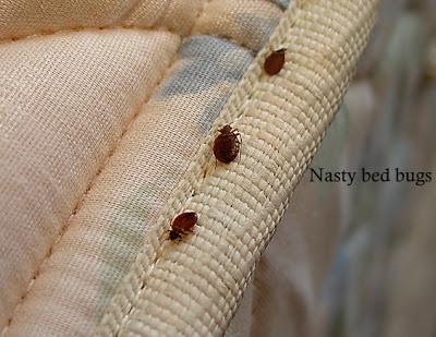Home remedies to get rid of bed bugs
