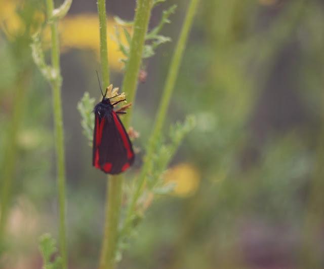 Summertime & Birthday Time! Summertime & Birthday Time!