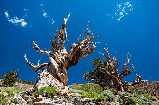 worlds-oldest-tree
