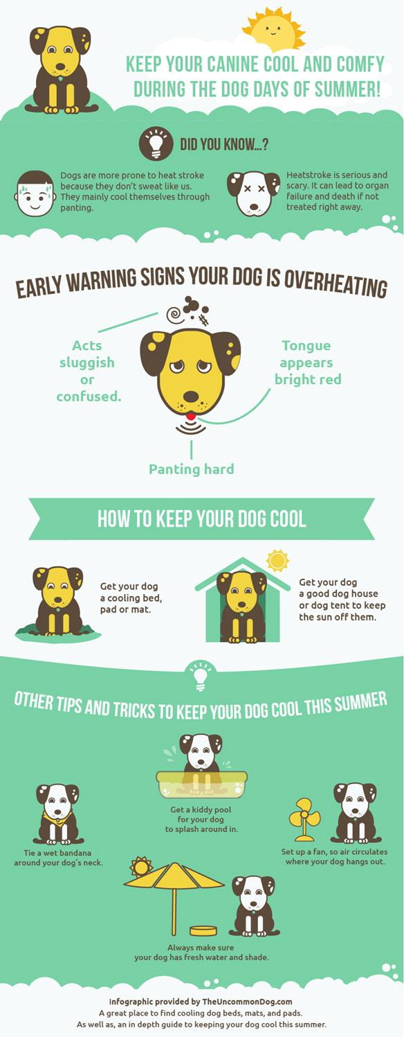 INFOGRAPHIC: How to Keep Your DOG Cool This Summer!