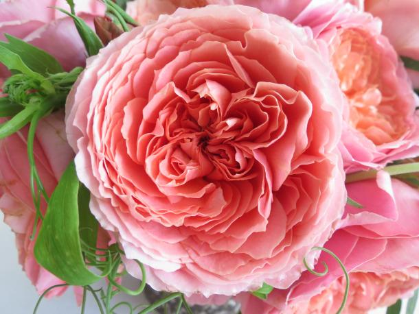 Garden Rose Romantic Antique