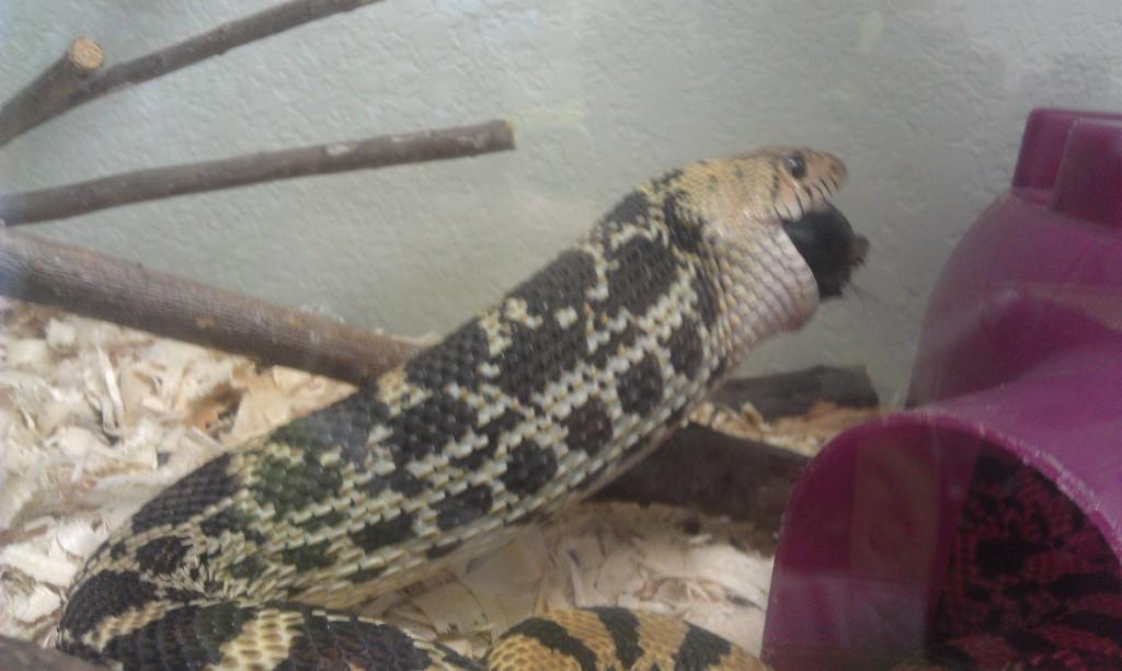 Somebody is becoming quite the eating machine. probestpestmanagementIMAG0619