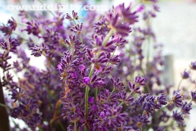 lavender flower stems