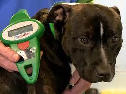 Why Microchip Your Dog? afsdgearynh