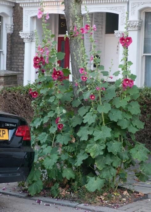 Hollyhocks growing in a tree pit
