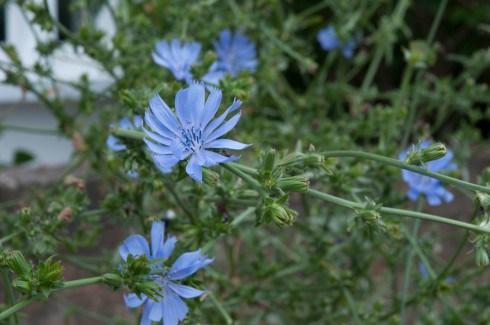 Chicory in a tree pit 2