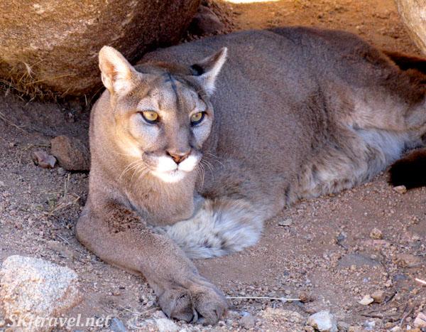Keepers of the Wild mountain lion by Shara Johnson