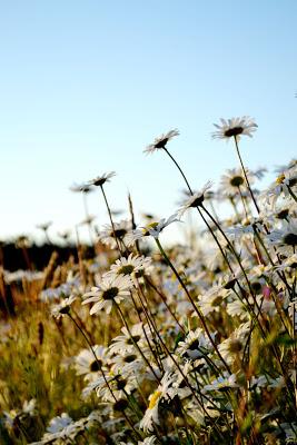 daisies, farm life, nature, photography, flowers, lifestyle, fleur d'elise, summer