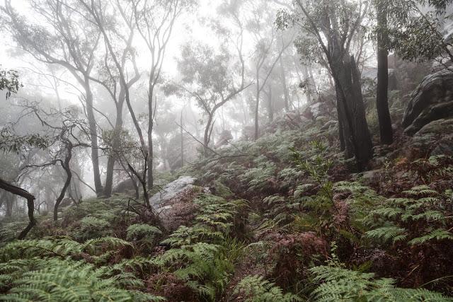 mist above fern track grampians