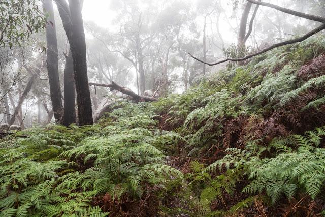 mist above ferns grampians