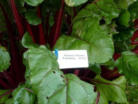 Check out this Chard
