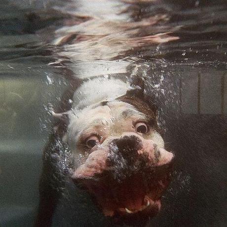 Diving dogs