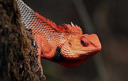 The 20 Most Colorful Lizards On Earth