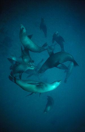 California sea lions are common prey for mamma...