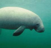 Manatee Manatee