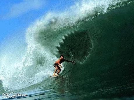 The Shark Wave and the Surfer