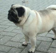 Pug Pug