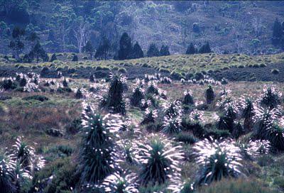 Tasmania, Part II: Cradle Mountain Tasmania, Part II: Cradle Mountain