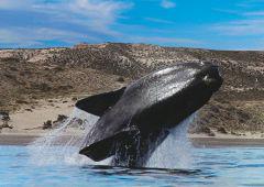 puerto madryn Expanish Meets Buenos Aires Local Tours