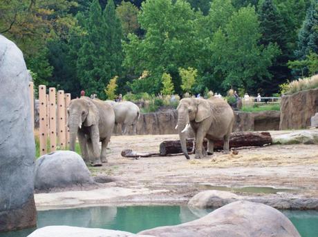 Sundays In My City:  Cleveland Zoo