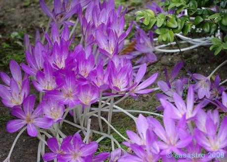 Is the cure for cancer to be found in the British Autumn crocus?