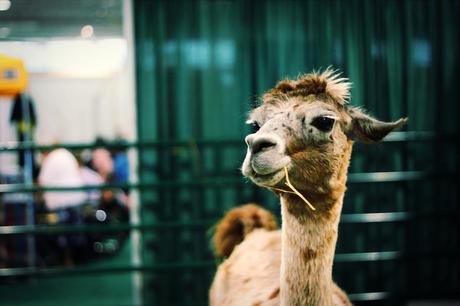 TORONTO // CNE ADVENTURES 6097302428 37b3d57573 b TORONTO // CNE ADVENTURES