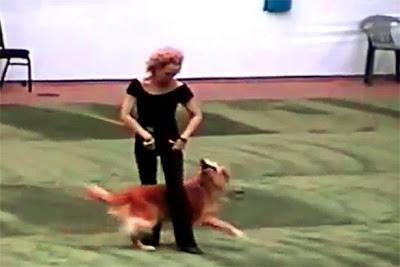 VIDEO: DOG Freestyle Dances to the Sounds of Grease!