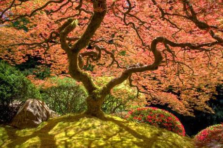 A Japanese Laceleaf Maple graces the Flat Garden, one of five different gardens to explore.