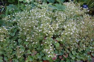 Saxifraga rotundifolia (23/06/2013, Kew Gardens, London) Saxifraga rotundifolia (23/06/2013, Kew Gardens, London)