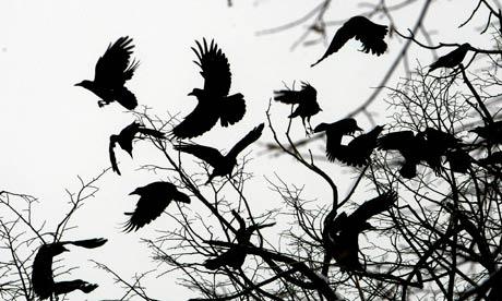 Angry Crows Attack Police Officers In Everett, Washington