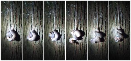 Suddenly, the slugs go into warp-speed, twisting & winding around each other while descending down their muscus thread. Yup, a mucus thread.