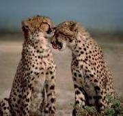 Cheetah Cheetah