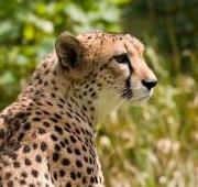 Cheetah Cheetah