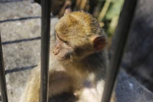 Monkeys in Gibraltar! 
