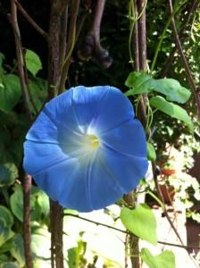 beautiful light blue flower in bloom