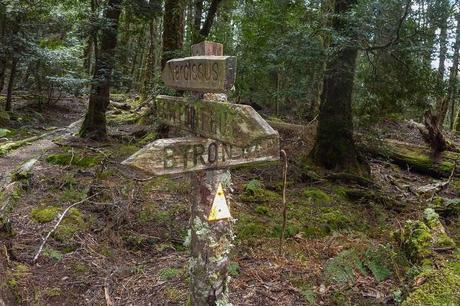 track marker covered in moss overland track