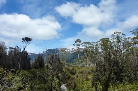 mount olympus from overland track
