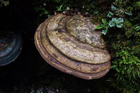 large fungi overland track tasmania