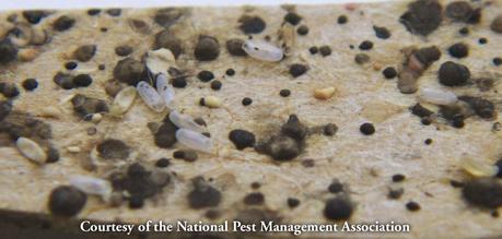 Did you know these unbelievable facts about Bed Bugs? bed5