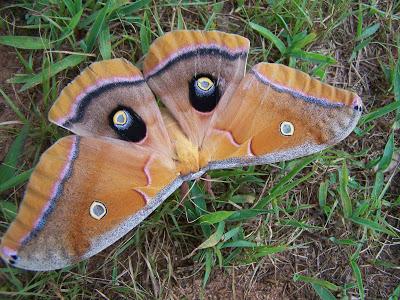 Creation grace: Mammoth moth