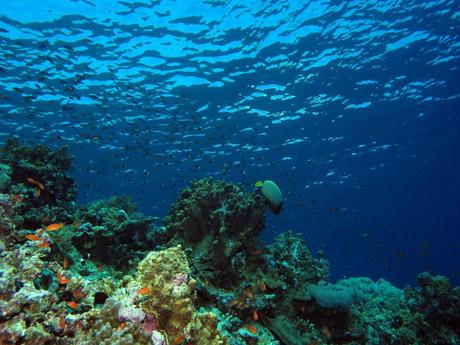 ... writing Discoveries of the Census of Marine Life | fifteeneightyfour