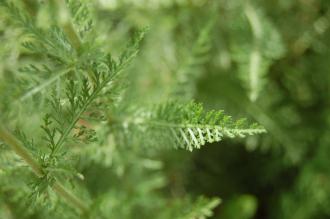 Achillea millefolium Leaf (27/07/2013, Kew Gardens, London) Achillea millefolium Leaf (27/07/2013, Kew Gardens, London)