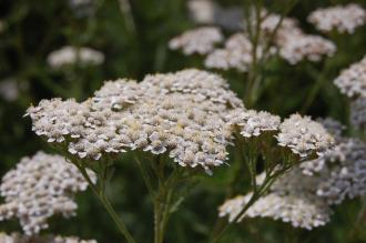 Achillea millefolium Flower (27/07/2013, Kew Gardens, London) Achillea millefolium Flower (27/07/2013, Kew Gardens, London)