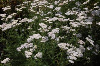 Achillea millefolium (27/07/2013, Kew Gardens, London) Achillea millefolium (27/07/2013, Kew Gardens, London)