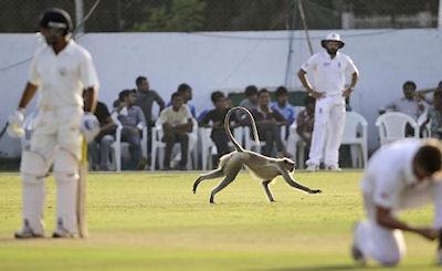 10 Crazy Sports Invasions From The Animal Kingdom