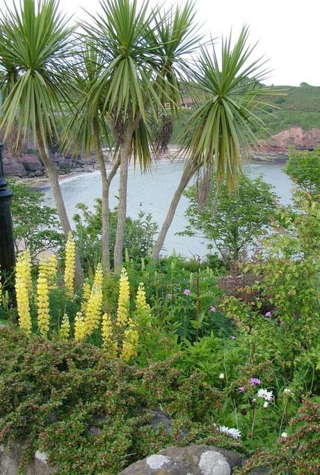 A Visit to Dunmore East, Ireland Had Us Feeling At Home palm trees growing in dunmore east in county waterford - ireland