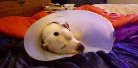 Conehead Photo on 2013-08-02 at 08.53