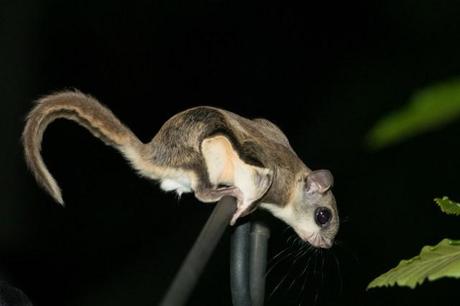 Flying Squirrel (7 of 12)